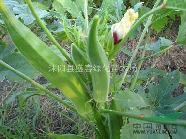 黃秋葵種子 優(yōu)質(zhì)蔬菜種子 又名羊豆角 植物偉哥 補(bǔ)腎菜