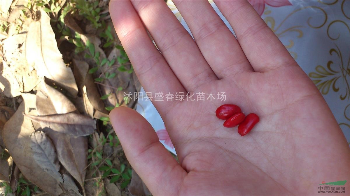 批發(fā)專業(yè)供應出口紅小豆 紅豆種子 京農8號農作物種子 