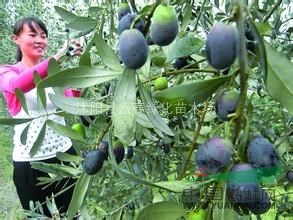 林木觀賞樹種 小葉橄欖 油橄欖種子 油用食用