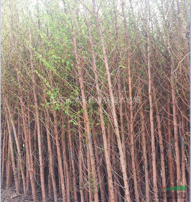 低價誠售：紅櫸，大葉女貞，垂柳，蜀檜，合歡，垂柳，櫻花，樸樹