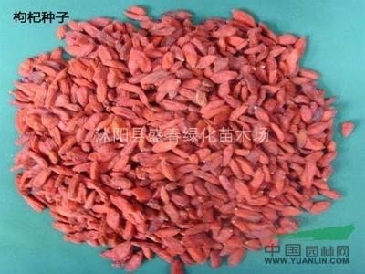 批發(fā)中藥材種子 枸杞 野生枸杞 寧夏紅枸杞子種子