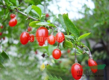 批發(fā)中藥材種子 枸杞 野生枸杞 寧夏紅枸杞子種子