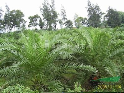 供應(yīng)林木種子 加拿利海棗種子 新種子 提供種植技術(shù)