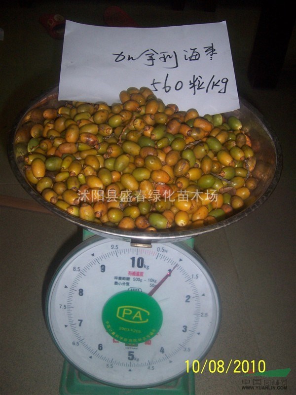 供應(yīng)林木種子 加拿利海棗種子 新種子 提供種植技術(shù)