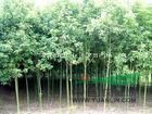 南京香樟價格最低/香樟最新信息