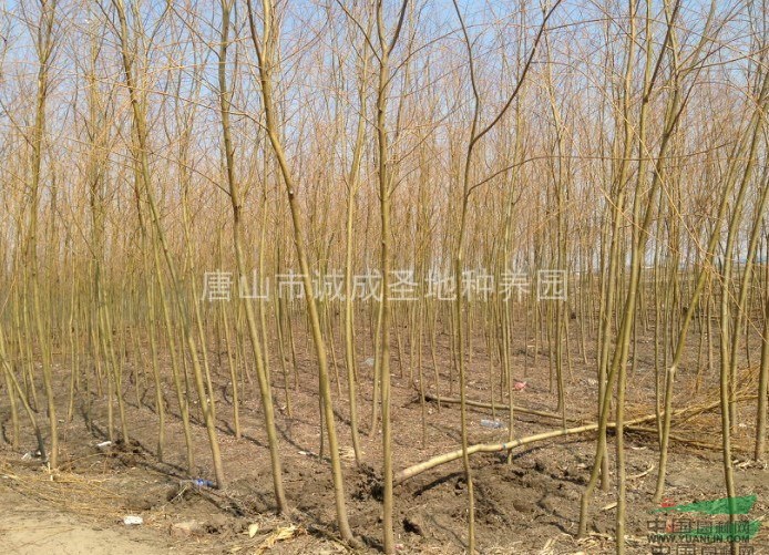 4公分 速生柳 旱柳 饅頭柳 垂柳 金絲垂柳 青皮垂柳 竹柳