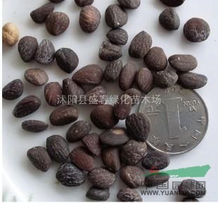出售新采紫玉蘭種子 白玉蘭種子 辛夷 新玉蘭種子