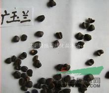 出售新采紫玉蘭種子 白玉蘭種子 辛夷 新玉蘭種子