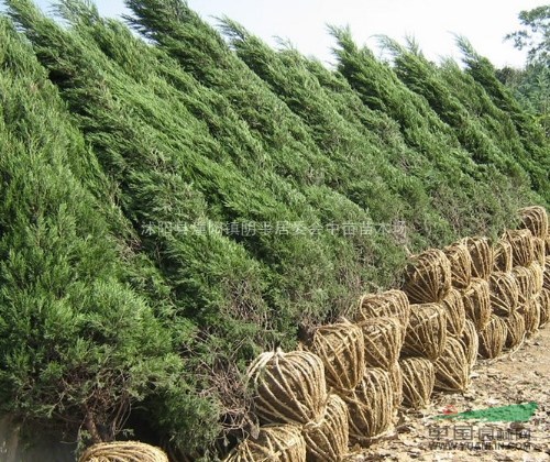 龍柏 龍柏球 蘇北龍柏球 江蘇龍柏 最新龍柏球市場行情