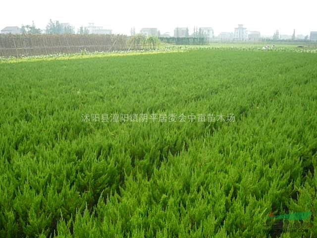 龍柏 龍柏球 蘇北龍柏球 江蘇龍柏 最新龍柏球市場行情
