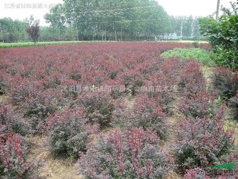 紅葉小檗 紅葉小檗圖片 紅葉小檗報(bào)價(jià) 紅葉小檗價(jià)格  蘇北紅