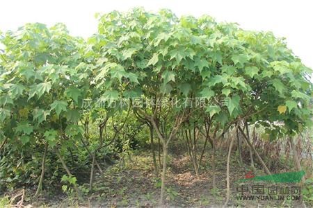 供應木芙蓉 成都木芙蓉 木芙蓉行道樹 萬樹園林供應