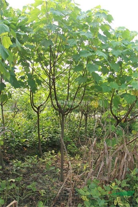 供應木芙蓉 成都木芙蓉 木芙蓉行道樹 萬樹園林供應