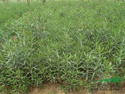 大量供應(yīng)湖南小苗【桂花、羅漢松、紅花繼木、金葉女貞等小苗】