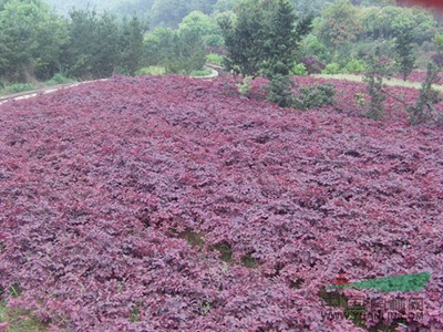 大量供應(yīng)湖南小苗【桂花、羅漢松、紅花繼木、金葉女貞等小苗】