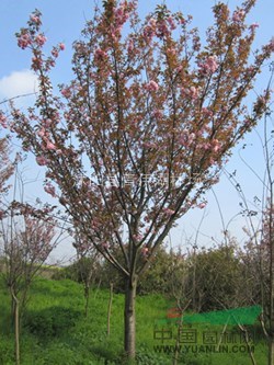 供应φ3-12cm樱花、桂花、红枫、木槿、鸡爪槭
