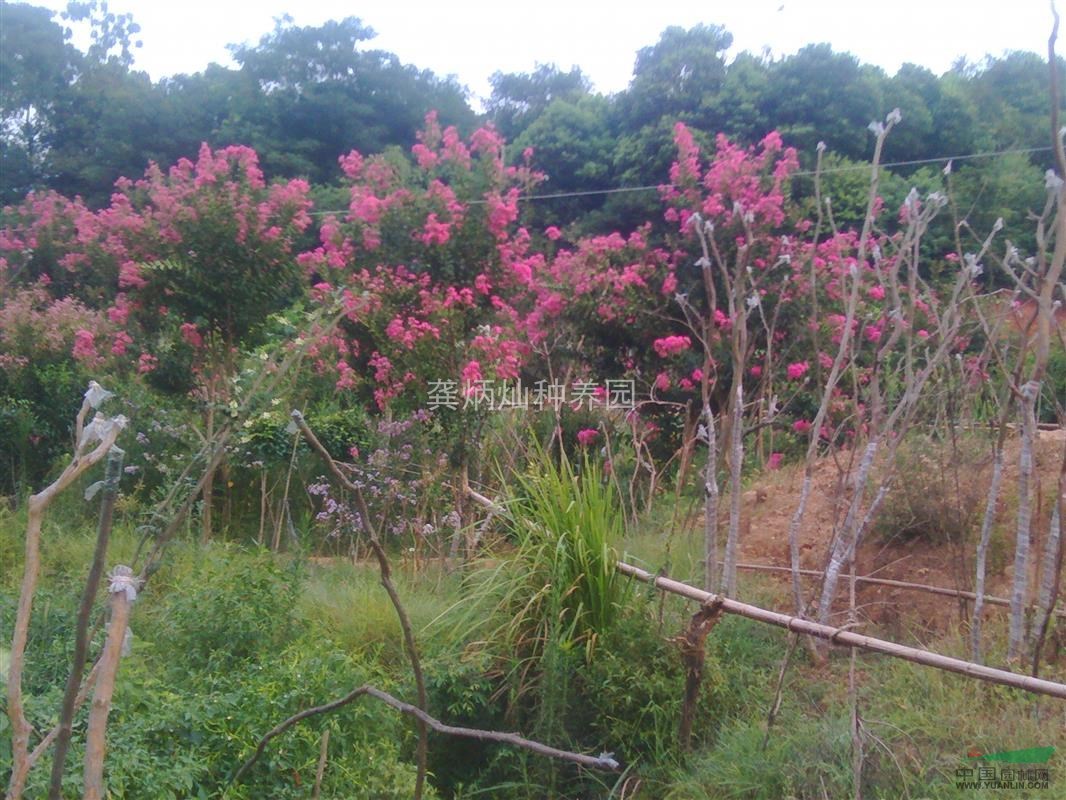 紫薇花長沙含浦