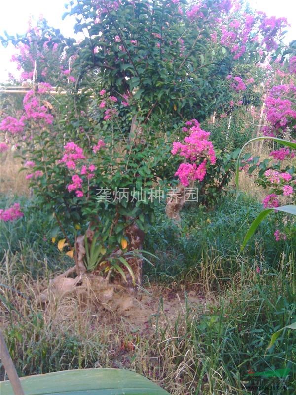 紫薇花長沙含浦