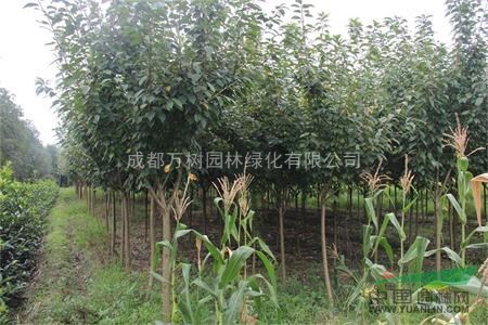供應(yīng)成都櫻花 日本櫻花 櫻花苗木工程 萬樹園林公司供應(yīng)