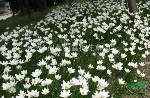 葱兰、葱莲、玉帘、白花菖蒲莲、韭菜莲、肝风草