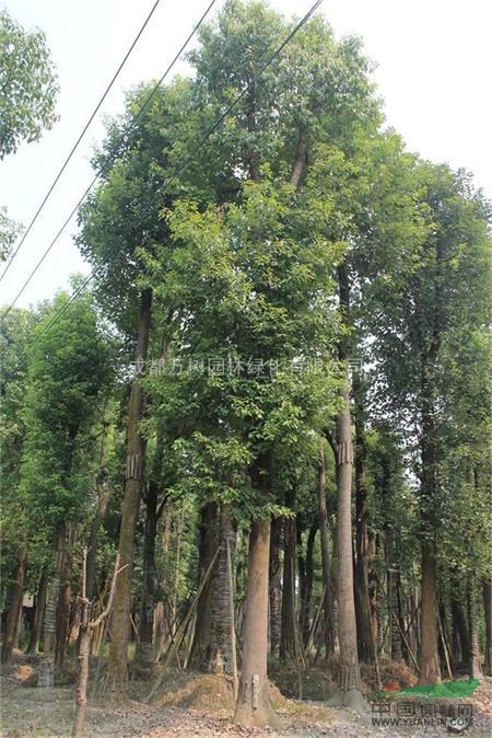 供應香樟樹 四川香樟工程苗 香樟行道樹 萬樹園林公司供應