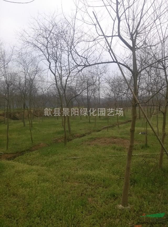 烏桕   烏桕小苗