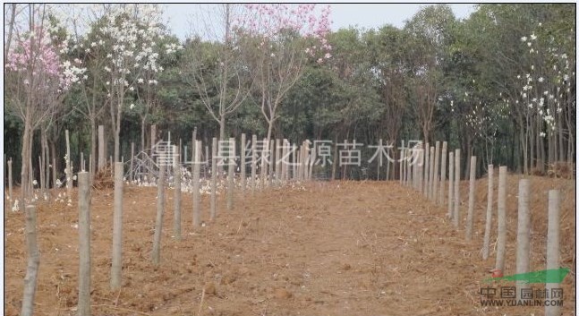 基地紅玉蘭