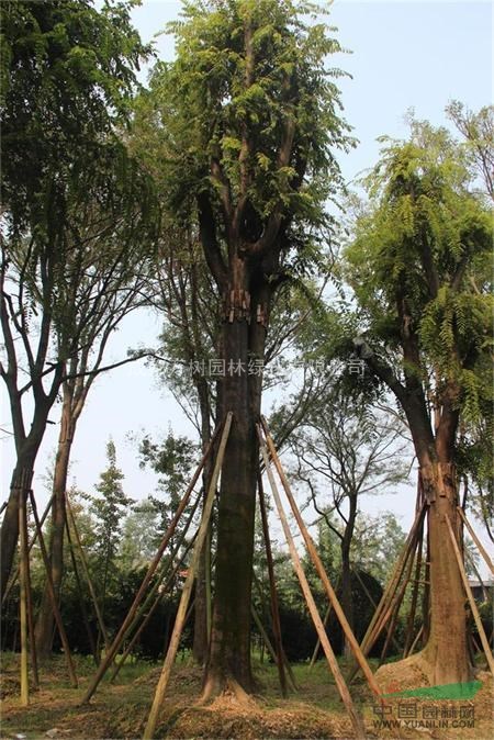 供應樸樹 成都樸樹工程苗 樸樹照片 樸樹價格
