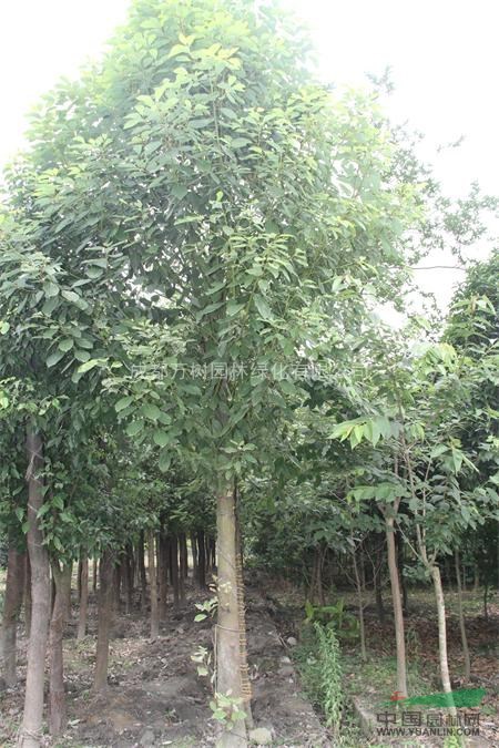 供應(yīng)成都大葉香樟 香樟工程苗 香樟價(jià)格 香樟照片