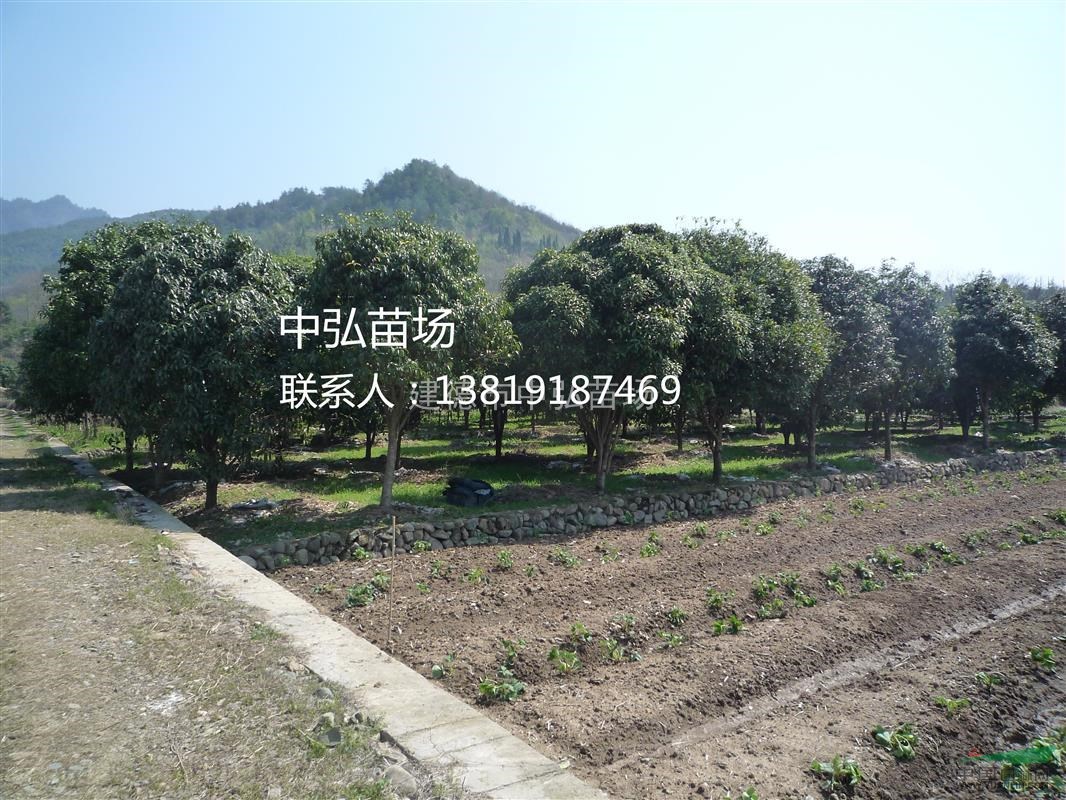 優(yōu)質(zhì)桂花供應(yīng)