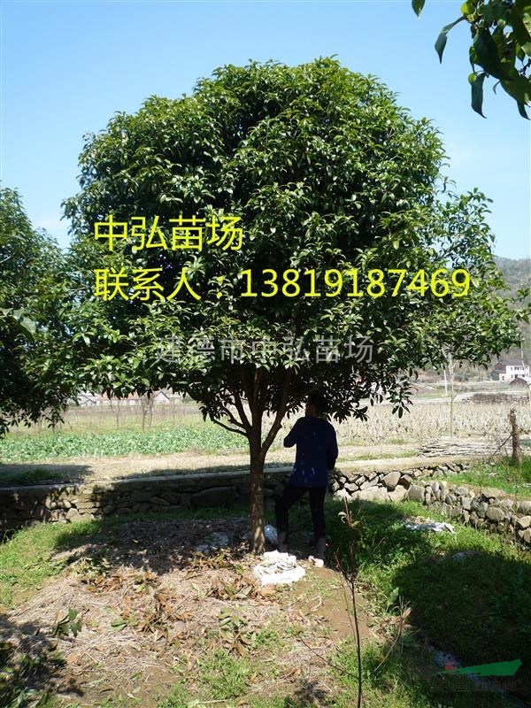 優(yōu)質(zhì)桂花供應(yīng)
