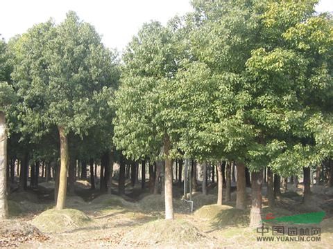供應18公分香樟 24公分香樟樹 36公分移栽香樟