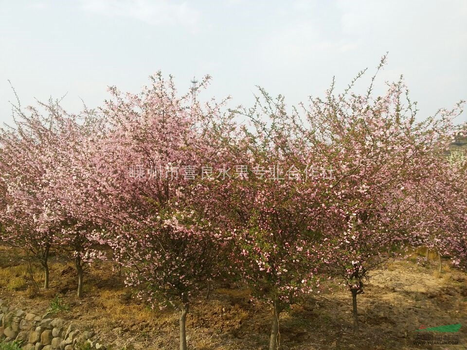大量供應西府海棠  價格優惠  