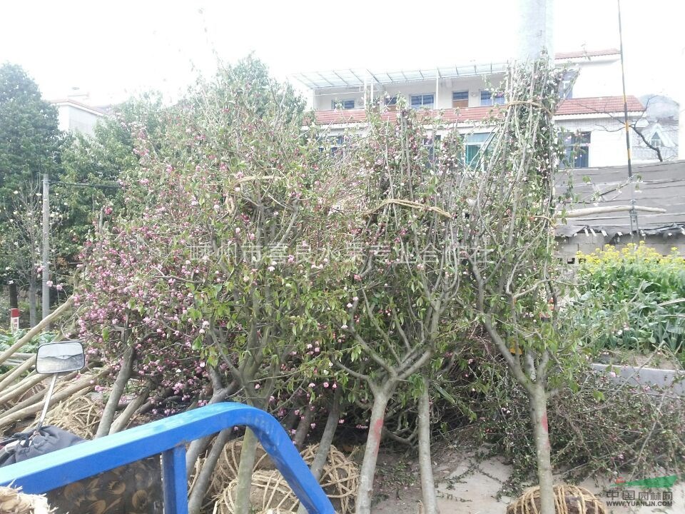 大量供應西府海棠  價格優惠  