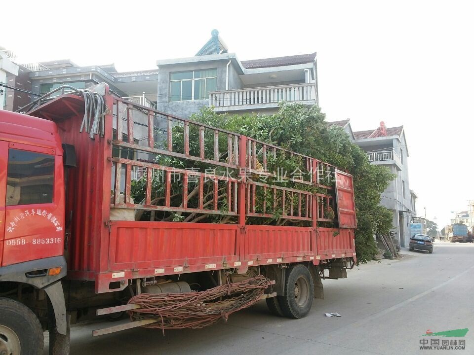 供應香樟樹  價格合理   品質優良