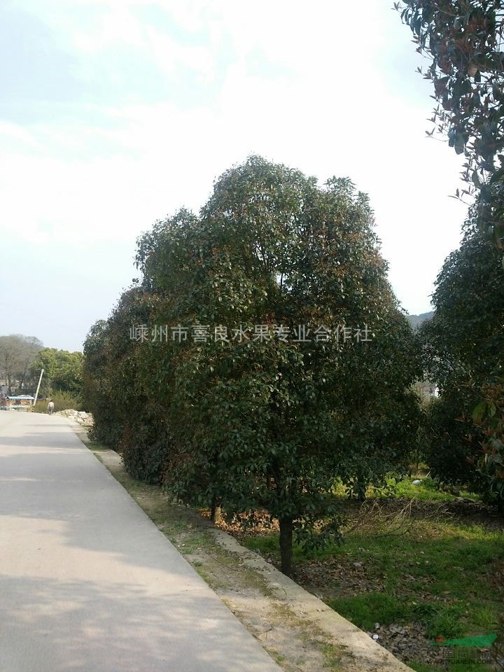 供應香樟樹  價格合理   品質優良
