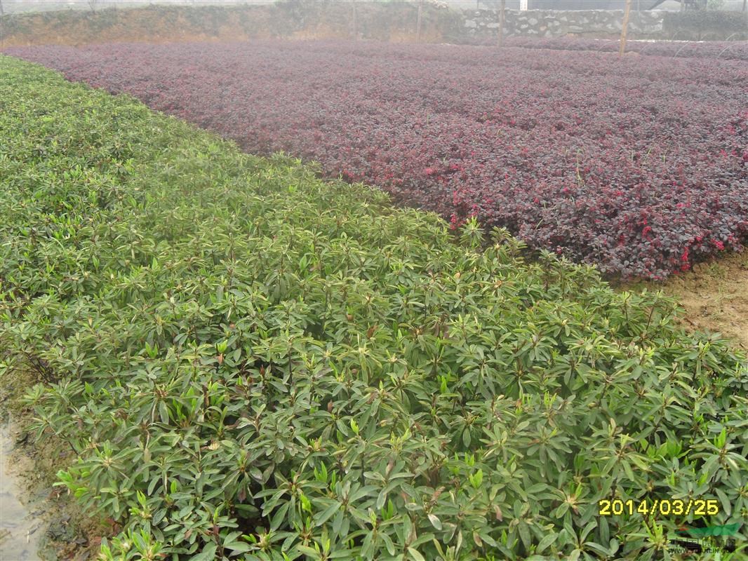 南昌大量供应杜鹃、红叶石楠、红继木、龟甲冬青、茶梅等色块苗