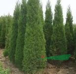 山西1.5米檜柏報(bào)價