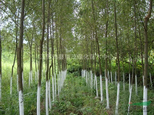 買竹柳到沛縣瑞茂，苗優(yōu)，價(jià)格低