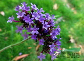 江蘇柳葉馬鞭草 柳葉馬鞭草價格 柳葉馬鞭草批發(fā)