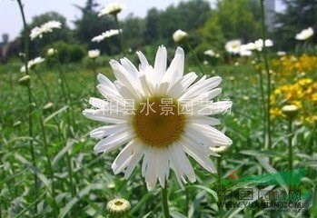 江蘇大濱菊 地被菊 荷蘭菊 繡線菊 大濱菊價(jià)格 大濱菊批發(fā)