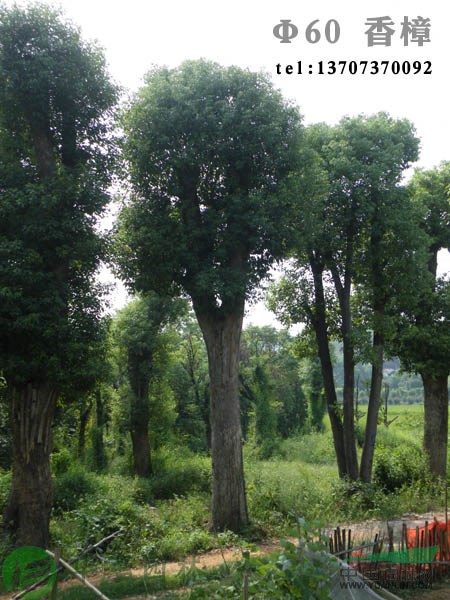 供應(yīng)胸徑50公分移植香樟樹價格最優(yōu)惠