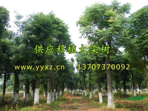 供應直徑35公分到直徑40公分移植黃山欒樹