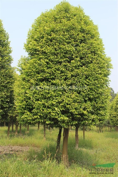 成都地區(qū)供應(yīng)14-15公分的天竺桂 好樹形天竺桂  天竺桂價