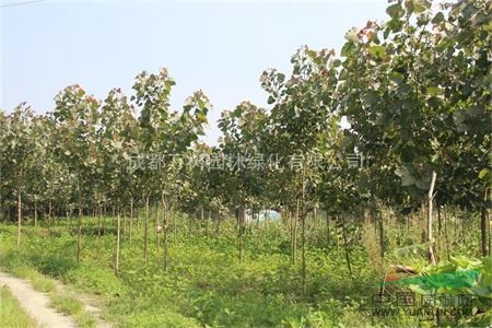 供應(yīng)成都紅葉楊 紅葉楊行道樹 紅葉楊苗木供應(yīng)