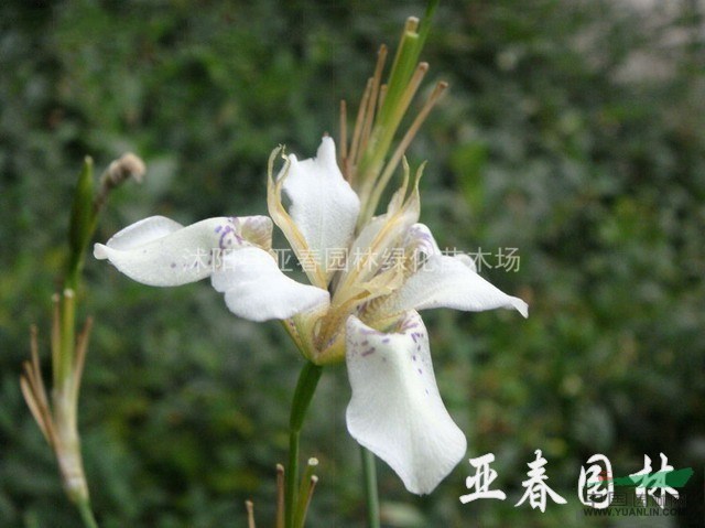 江蘇野鳶尾種子，野鳶尾種苗，別稱：白花射干