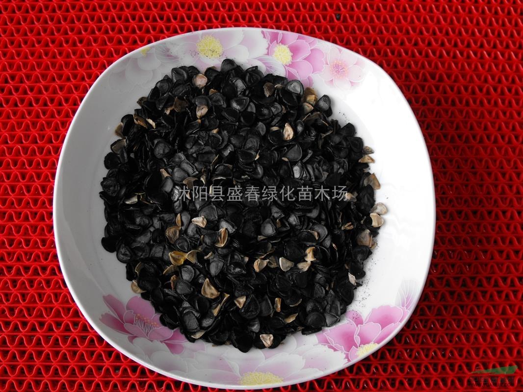 優(yōu)質(zhì)劍麻種子 鳳尾蘭種子 菠蘿花種子 提供種植技術(shù)
