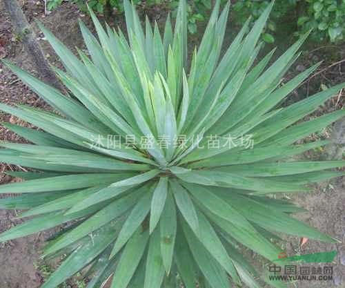 優(yōu)質(zhì)劍麻種子 鳳尾蘭種子 菠蘿花種子 提供種植技術(shù)
