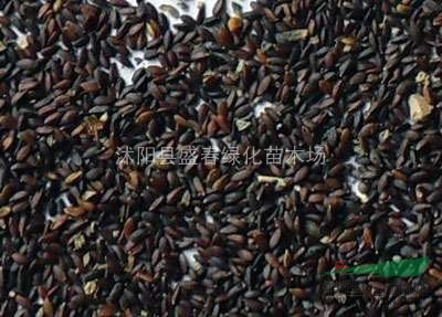 荊芥種子 中藥材種子 藍花荊薺、線薺、四棱桿蒿、假蘇 種子