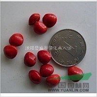 批發(fā)種子 孔雀豆種子別稱臺(tái)灣相思豆 海紅豆 當(dāng)年新種 